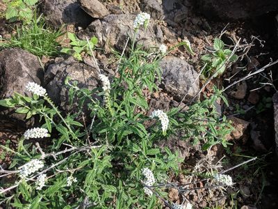 Heliotropium steudneri, photographed by Elliot Kulakow