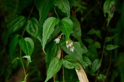 Eupatorium tashiroi, photographed by 國立臺灣博物館