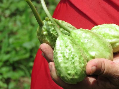 Cucumis anguria, photographed by Diogo Luiz