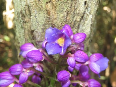 Dichorisandra thyrsiflora, photographed by Diogo Luiz
