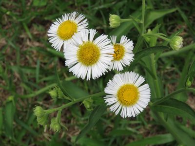Leptostelma maximum, photographed by Diogo Luiz