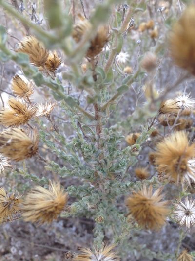 Heterotheca fastigiata, photographed by Adam J. Searcy
