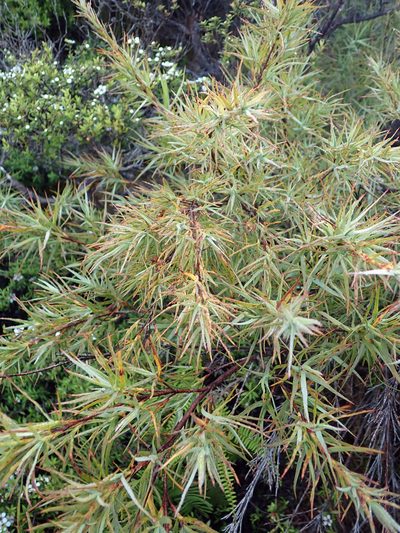 Dracophyllum trimorphum, photographed by Peter de Lange