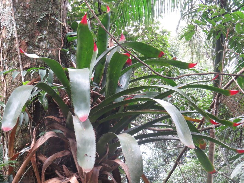Wittrockia superba, photographed by Diogo Luiz