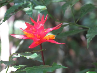 Goeppertia colorata, photographed by Diogo Luiz