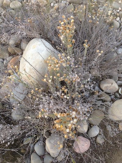 Heterotheca fastigiata, photographed by Adam J. Searcy
