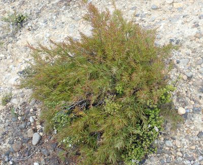 Dracophyllum trimorphum, photographed by Peter de Lange