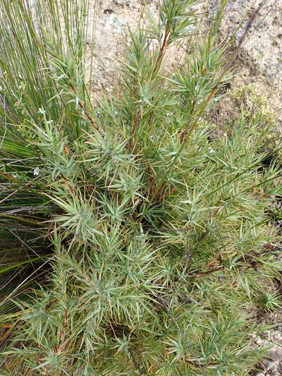 Dracophyllum trimorphum, photographed by Peter de Lange