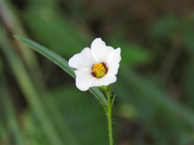 Sida linifolia, photographed by Diogo Luiz