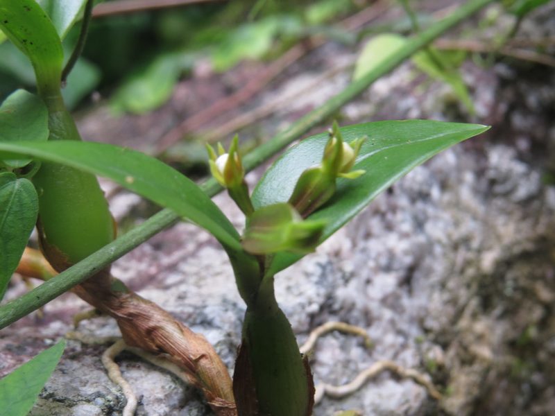 Prosthechea pygmaea, photographed by Diogo Luiz