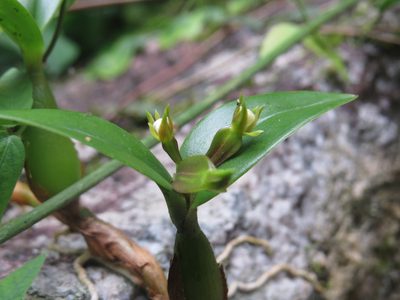Prosthechea pygmaea, photographed by Diogo Luiz