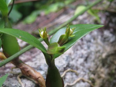 Prosthechea pygmaea, photographed by Diogo Luiz