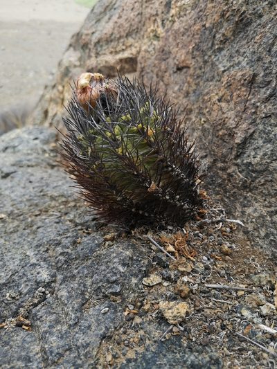 Eriosyce paucicostata, photographed by Aira Francisca Faúndez Fallau