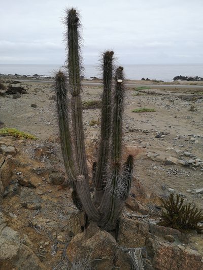 Eulychnia taltalensis, photographed by Aira Francisca Faúndez Fallau