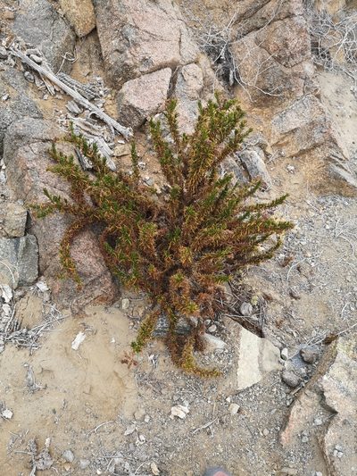 Heliotropium taltalense, photographed by Aira Francisca Faúndez Fallau