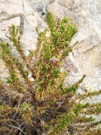 Heliotropium taltalense, photographed by Aira Francisca Faúndez Fallau