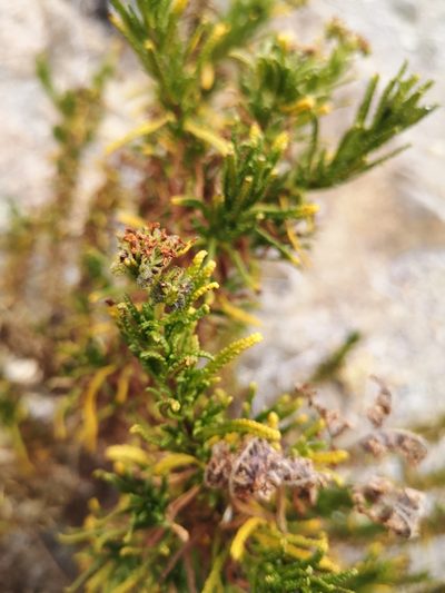 Heliotropium taltalense, photographed by Aira Francisca Faúndez Fallau