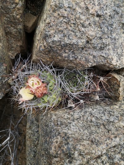 Eriosyce paucicostata, photographed by Aira Francisca Faúndez Fallau