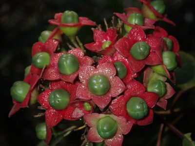 Clerodendrum tomentosum, photographed by Thomas Mesaglio