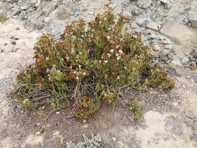 Heliotropium pycnophyllum, photographed by Aira Francisca Faúndez Fallau