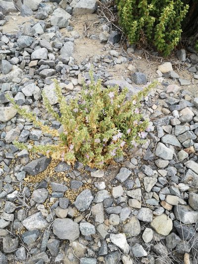 Cristaria integerrima, photographed by Aira Francisca Faúndez Fallau