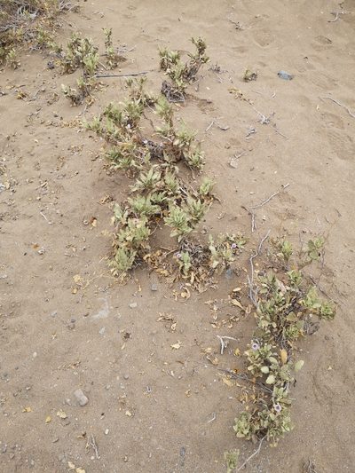 Cristaria integerrima, photographed by Aira Francisca Faúndez Fallau