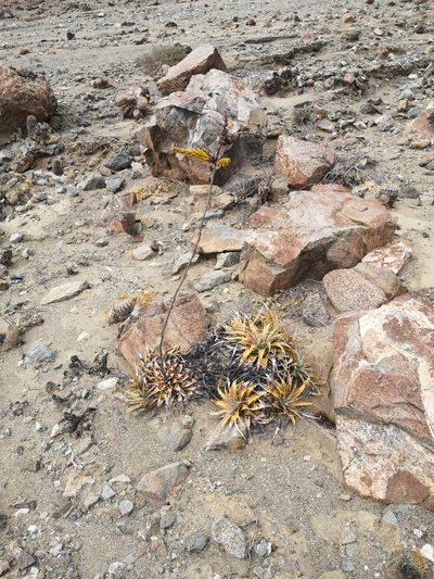 Deuterocohnia chrysantha, photographed by Aira Francisca Faúndez Fallau