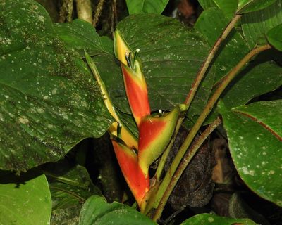 Heliconia wagneriana, photographed by desertnaturalist