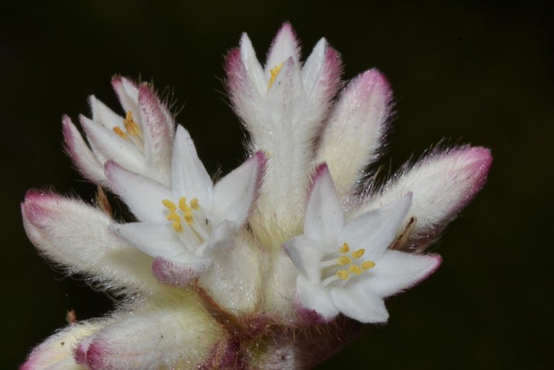 Conostylis setosa, photographed by T. Hammer