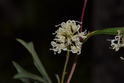 Grevillea synapheae, photographed by T. Hammer