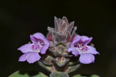 Hemigenia incana, photographed by T. Hammer