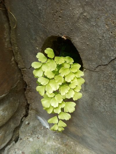 Adiantum orbignyanum, photographed by Alfredo F. Fuentes Claros