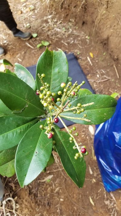 Ardisia revoluta, photographed by geralg