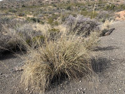 Sporobolus wrightii, photographed by CK2AZ