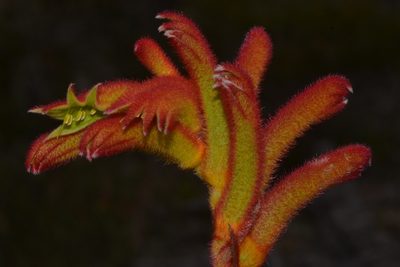 Anigozanthos humilis, photographed by T. Hammer