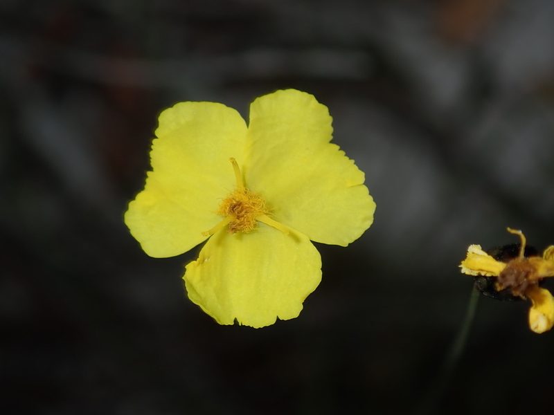 Xyris gracilis, photographed by Thomas Mesaglio