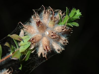Kunzea capitata, photographed by Thomas Mesaglio