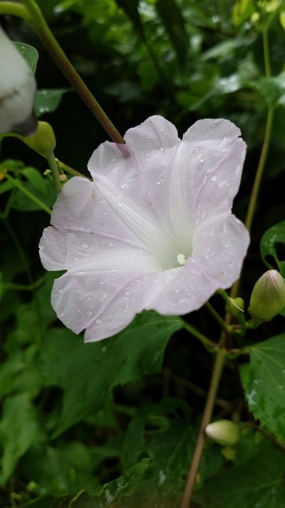 Ipomoea batatoides, photographed by geralg