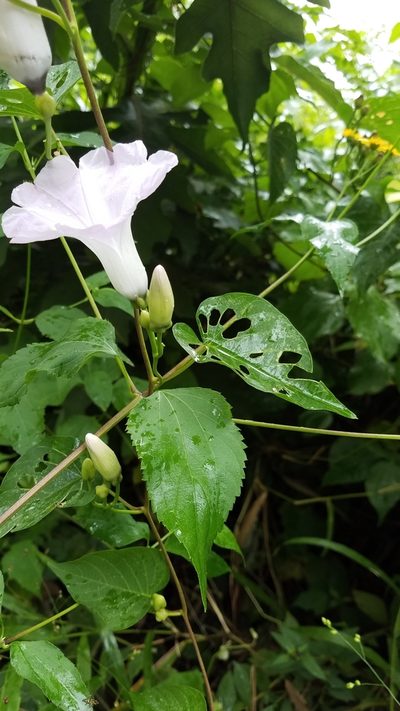 Ipomoea batatoides, photographed by geralg