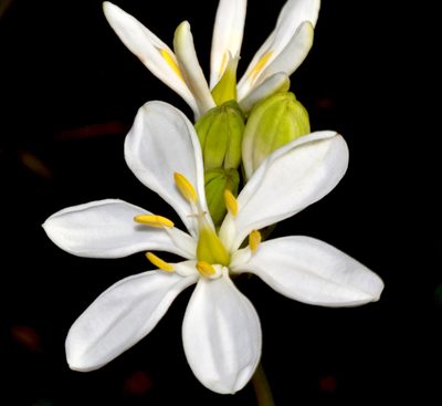 Burchardia congesta, photographed by T. Hammer