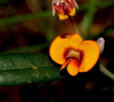 Gastrolobium capitatum, photographed by T. Hammer