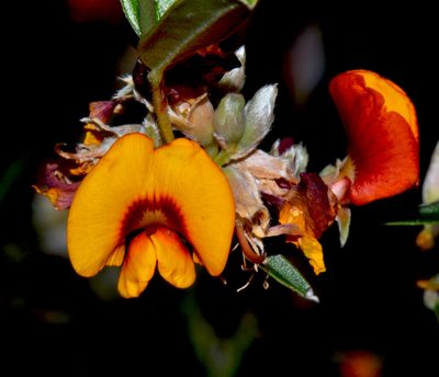 Gastrolobium capitatum, photographed by T. Hammer