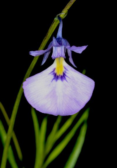 Pigea calycina, photographed by T. Hammer