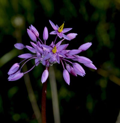 Sowerbaea laxiflora, photographed by T. Hammer