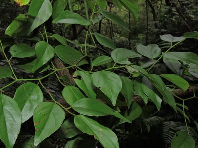 Ventilago leiocarpa, photographed by Jacy Chen