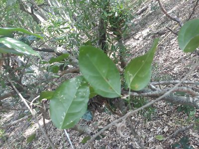 Bignonia aequinoctialis, photographed by Alexis López Hernández