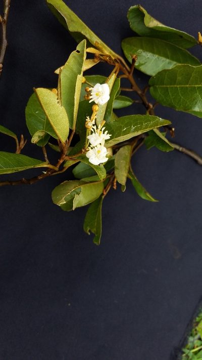 Morisonia pringlei, photographed by geralg
