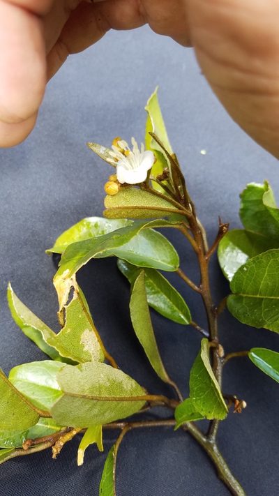 Morisonia pringlei, photographed by geralg