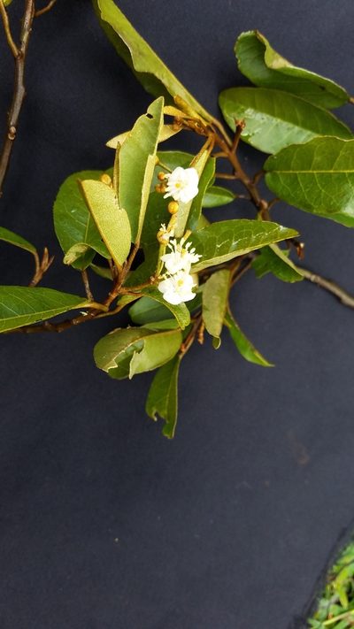 Morisonia pringlei, photographed by geralg