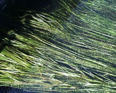 Zizania texana, photographed by Clifton Ladd, C.W.B.